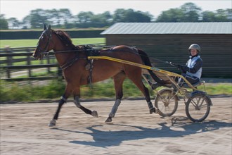 Manche,  Haras de Bellevent