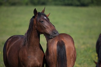 Manche,  Haras de Bellevent