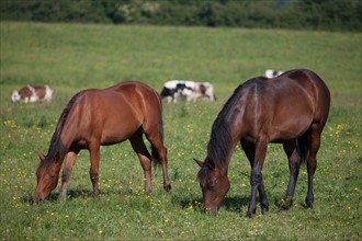 Manche,  Haras de Bellevent