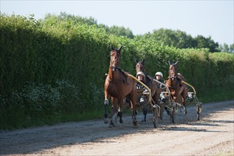 Manche,  Haras de Bellevent