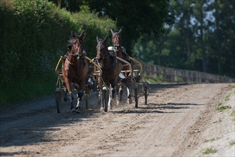 Manche,  Haras de Bellevent