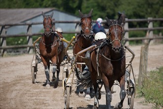 France, Région Basse Normandie, Manche, Haras de Bellevent, écurie Pierre Levesque, entraînement de