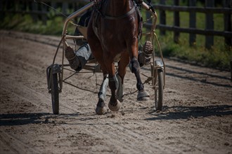 France, Région Basse Normandie, Manche, Haras de Bellevent, écurie Pierre Levesque, entraînement de