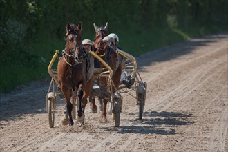 Manche,  Haras de Bellevent