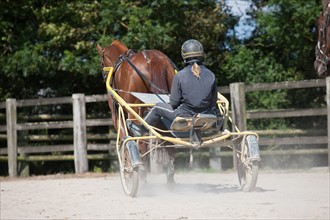 Manche,  Haras de Bellevent