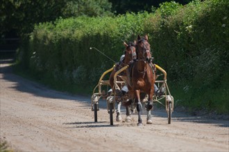 France, Région Basse Normandie, Manche, Haras de Bellevent, écurie Pierre Levesque, entraînement de