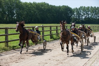 Manche,  Haras de Bellevent