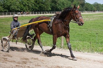 Manche,  Haras de Bellevent