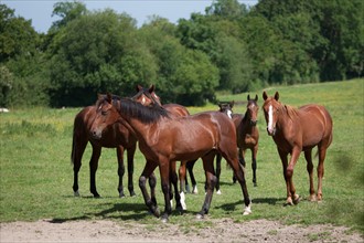 France, Région Basse Normandie, Manche, Haras de Bellevent, écurie Pierre Levesque, entraînement de