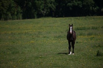 Manche,  Haras de Bellevent