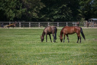 Manche,  Haras de Bellevent