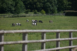 France, Région Basse Normandie, Manche, Haras de Bellevent, écurie Pierre Levesque, entraînement de