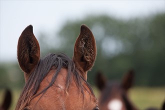 Manche,  Haras de Bellevent