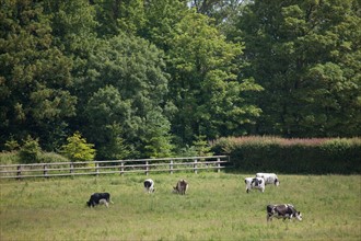 France, Région Basse Normandie, Manche, Haras de Bellevent, écurie Pierre Levesque, entraînement de