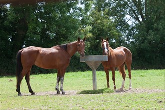 France, Région Basse Normandie, Manche, Haras de Bellevent, écurie Pierre Levesque, entraînement de