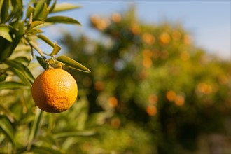 Marrakech,  Zaraba