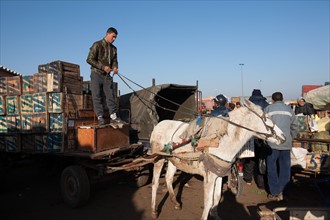 Afrique du nord, Maroc, Marrakech, souk, marché de gros, alimentaire,