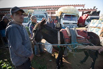 Afrique du nord, Maroc, Marrakech, souk, marché de gros, alimentaire,