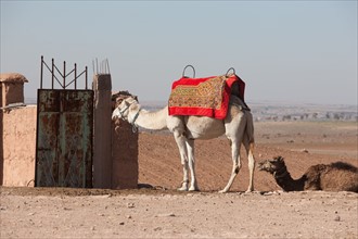 Afrique du nord, Maroc, Marrakech, pied du Haut Atlas, route d'Amizmiz, en direction de Sidi