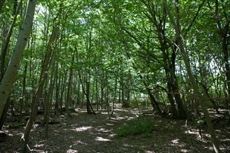 Forêt De Meudon, bois et nature autour de L'étang de Chalais