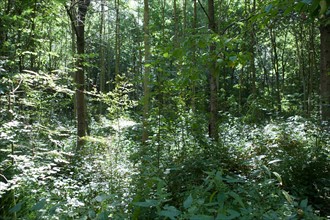 Forêt De Meudon, bois et nature autour de L'étang de Chalais