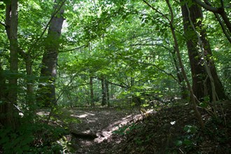 Forêt De Meudon, bois et nature autour de L'étang de Chalais