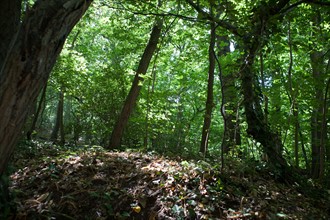 Forêt De Meudon, bois et nature autour de L'étang de Chalais