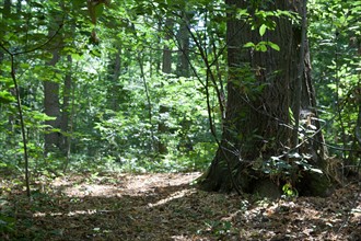 Forêt De Meudon, bois et nature autour de L'étang de Chalais