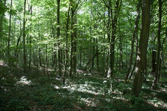 Forêt De Meudon, bois et nature autour de L'étang de Chalais