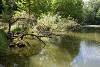 Forêt De Meudon, bois et nature autour de L'étang de Trivaux