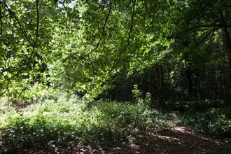 Forêt De Meudon, bois et nature autour de L'étang de Trivaux