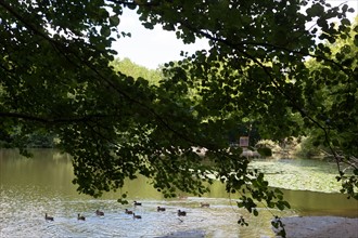 Forêt De Meudon, bois et nature autour de L'étang de Trivaux