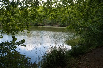 Forêt De Meudon, bois et nature autour de L'étang de Trivaux