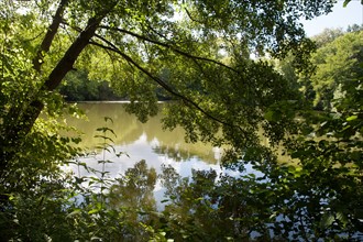 Forêt De Meudon, bois et nature autour de L'étang de Chalais