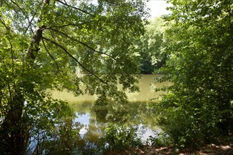 Forêt De Meudon, bois et nature autour de L'étang de Chalais