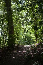 Forêt De Meudon, Bois Et Nature Autour De L'Etang De Meudon