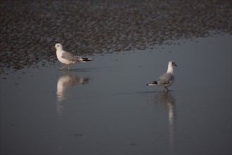 Cabourg, Plage