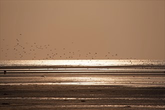 Houlgate, Plage
