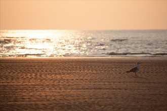 Houlgate, Plage