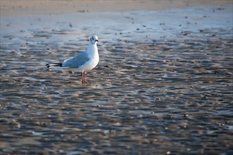 Bessin, Plages Du Débarquement