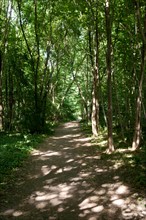 Bois De Vincennes, Chemin Des Abords De La Cartoucherie