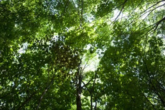 Bois De Vincennes, Chemin Des Abords De La Cartoucherie