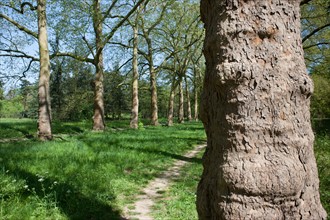 Bois De Vincennes, Allee