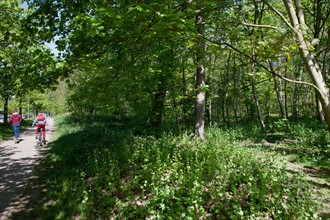Bois De Vincennes, pathway