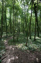 Bois De Boulogne, Bosquet