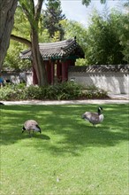 Neuilly sur Seine, Jardin d'Acclimatation