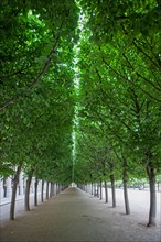 Jardins du Palais Royal,