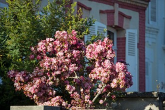 Cerisier en fleurs à Cabourg