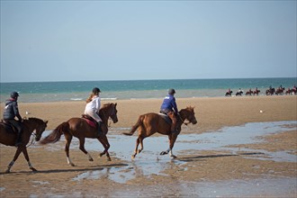 Villers-sur-Mer, chevaux et poneys sur la plage