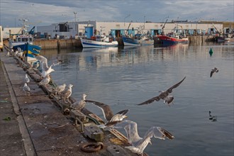 Port de Saint-Guénolé, Finistère Sud